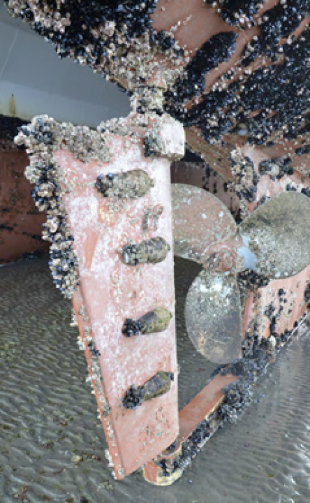 Macrofouling consisting of barnacles and mussels.